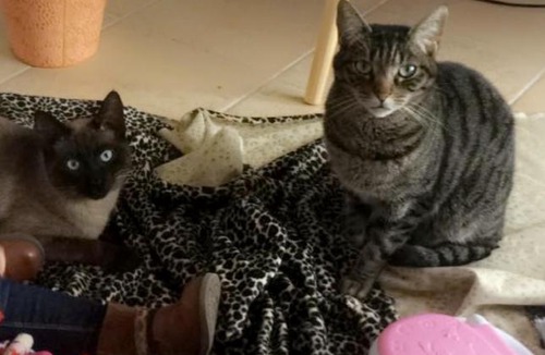 Brech Apartment | Maison familiale près du Golfe