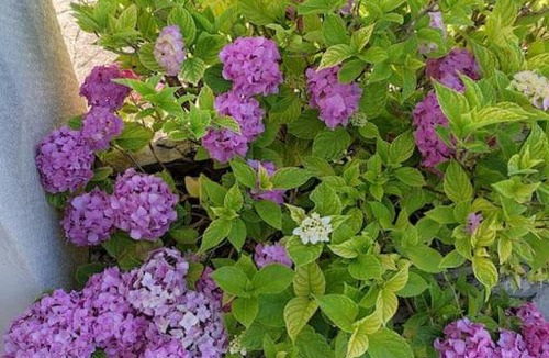 Saint-Martin-de-Valgalgues Villa | maison spacieuse et lumineuse+ studio