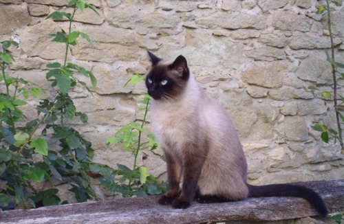 Villeneuve-les-Montreal House | Maison Iris