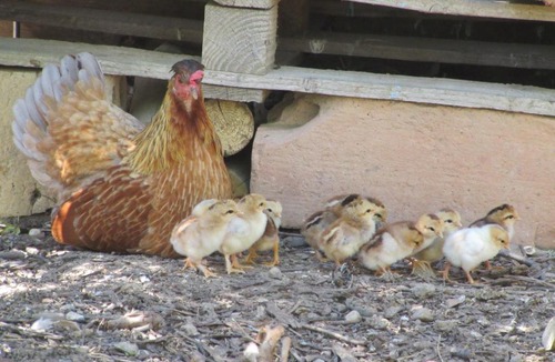 Villeneuve-les-Montreal House | Maison Iris