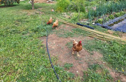 Linguizzetta Apartment | Maison jumelée clôturée