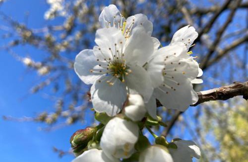 Pontorson Bed & Breakfast | Maison Mama Neko