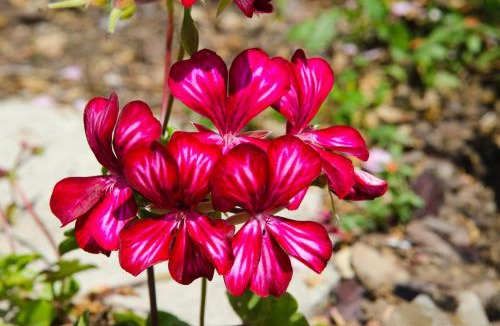 Vouvray Apartment | Maison Melrose