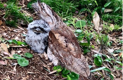 Pindimar House | Make memories at Serenity in Pindimar