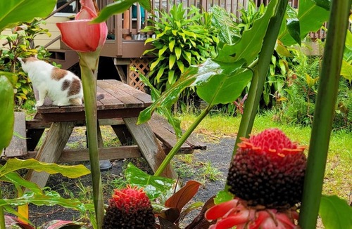 Leilani Estates House | Malama Ohana