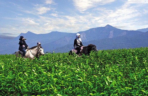 Tinggimoncong Resort | Malino Highlands