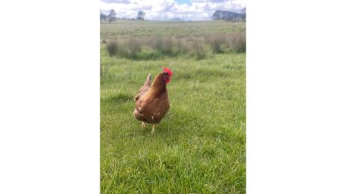 Smeaton House | Maluridae Creek Views by Tiny Away