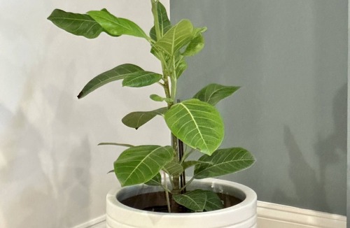 Mamaroneck Apartment | Mamaroneck-Entire 2 bb aApartment-WD-Parking