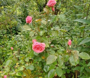 Saint-Cyprien-sur-Dourdou Bed & Breakfast | Manoir de Salleviale