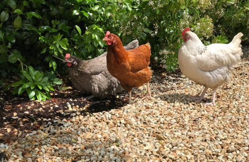 Cite House | Manoir des petites bretonnes