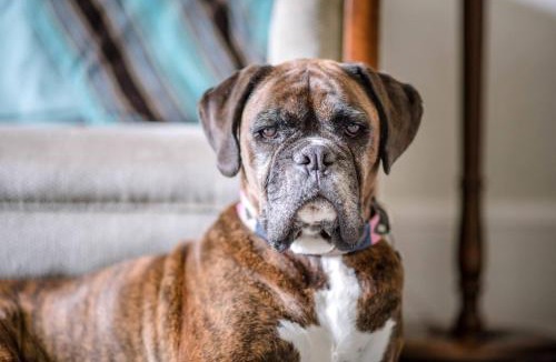 Walberswick House | Manor Lodge, Walberswick