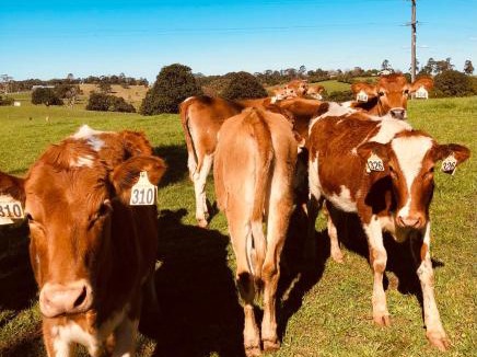 Maleny Apartment | Manuka Getaway