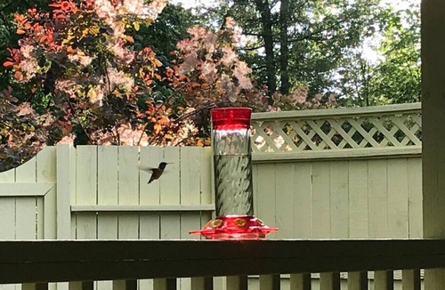 Hobart Apartment | Maple Valley Hummingbird Studio