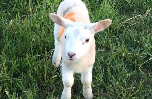 Ripley Bed & Breakfast | Marehay Hall Farm