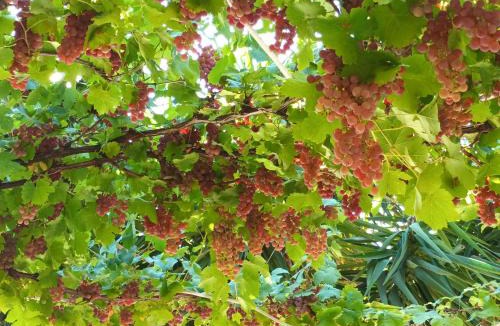 Montauriol Bed & Breakfast | Mas des Olivettes