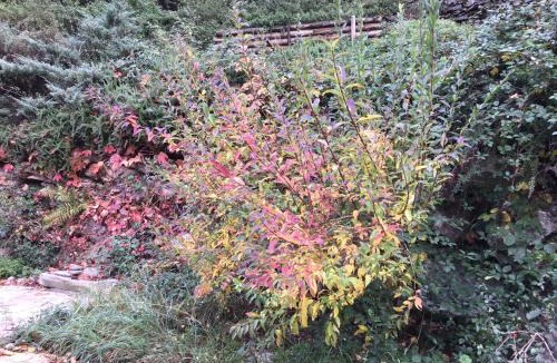 Prats-de-Mollo-la-Preste Apartment | Mas Graffouil