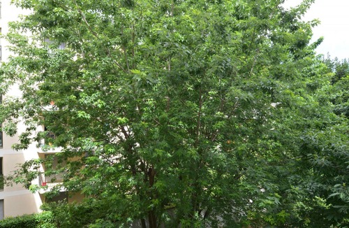 3rd Arrondissement Apartment | Maximin - Appart'Ambiance