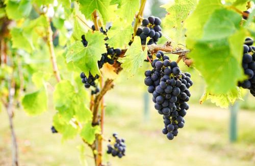 Layer Marney Resort | Mersea Island Vineyard