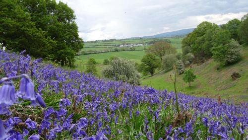 Bishops Castle Bed & Breakfast | Middle Woodbatch B&B