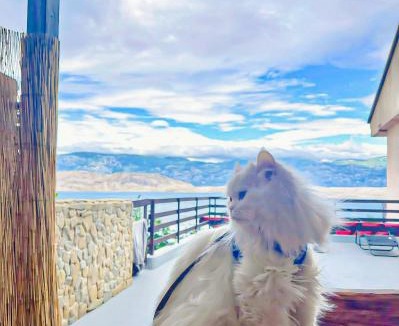 Bosana Apartment | Mila's pet friendly holiday house with private beach place and sunbeds included