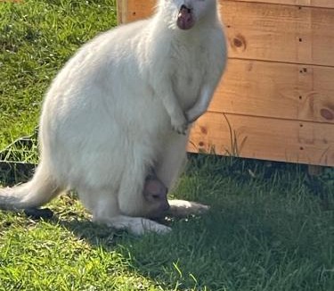 Kilwinning Resort | Millburn Mini Farm