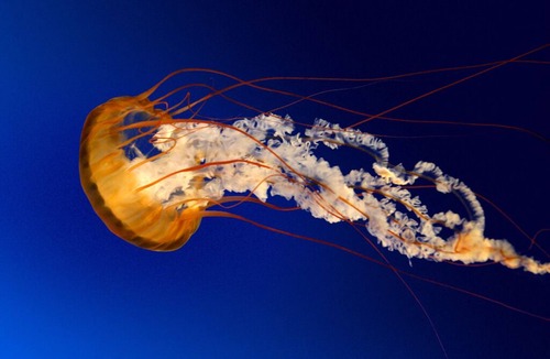 Chamblee Apartment | Modern 1bedroom space, with garage!