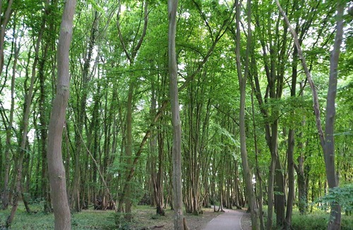 Birchanger House | Modern Spacious Corporate House