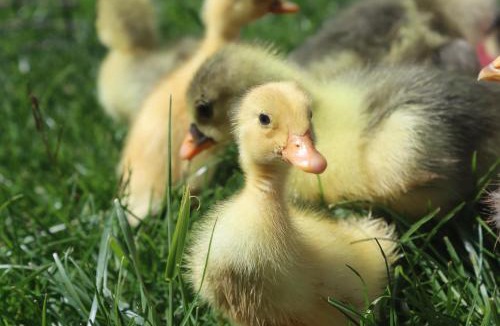 Sainte-Foy-de-Longas House | Mon Petit Domaine