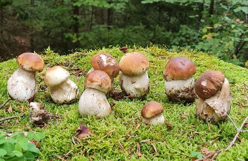 Camprieu Apartment | MONT AIGOUAL