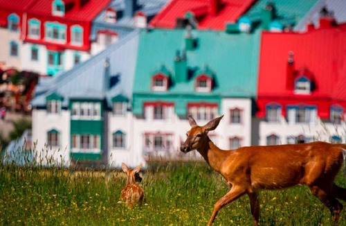 Mont-Tremblant Condo | Mont-Tremblant - Hôtel du lac E459