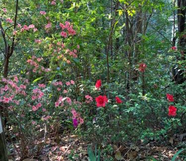 Montville Resort | Montville Country Cabins