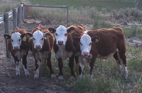 Silverton House | Morella Farmstay