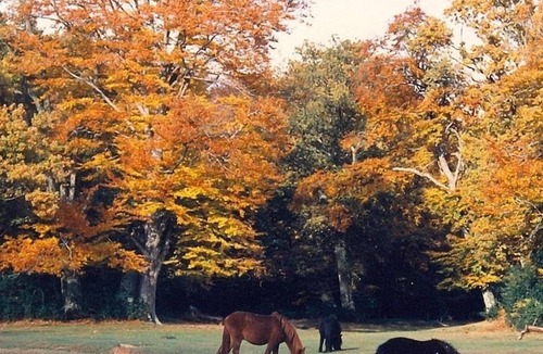 Romsey Cottage | MORNINGSIDE, pet friendly, character holiday cottage in Romsey