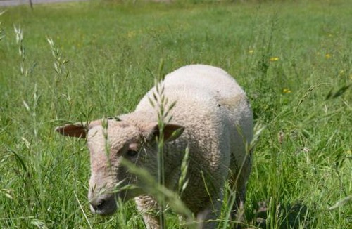 Cusance Bed & Breakfast | Moulin de la Cuse - Chambre La Cuse