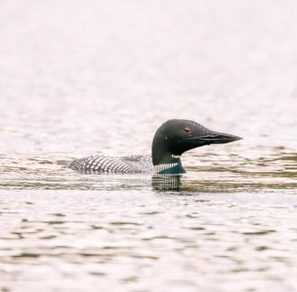 Brownville Hotel | Mountain Brook Cabin