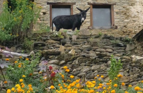 Bonac-Irazein Cottage | Mountain Cottage ARIÈGE 1000m