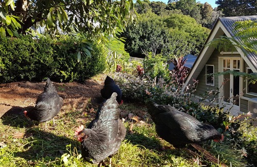 Eagle Heights Apartment | Mountain Studio