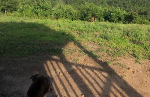 Blue Mountain Cabin | Mountain View Rustic Cabin