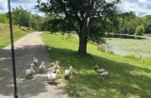 Boyd Tavern House | MountainView Farm Getaway