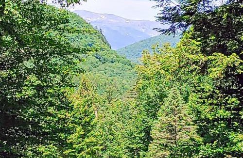 Jackson Ski Chalet | Mountainview Retreat