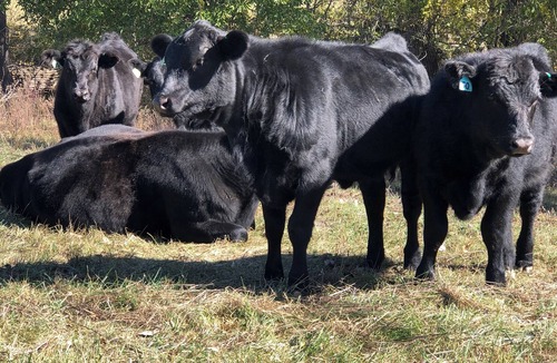 Warren County Cottage | Mulberry Cottage Farm-Stay