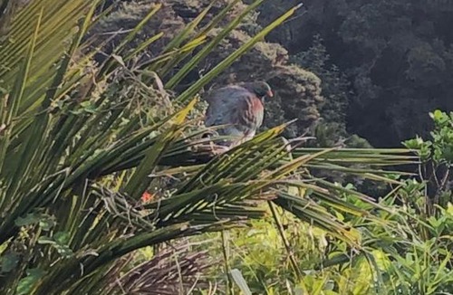 Muriwai Cabin | Muriwai Lodge