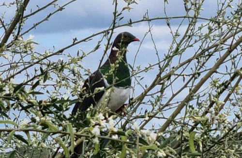 Otorohanga Bed & Breakfast | Nadarra Hideaway