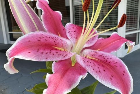 Northwest Raleigh Hotel | NATION'S INN of Wake County - Raleigh Crabtree