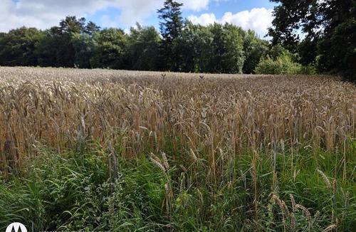 Nibe Villa | Naturejendom