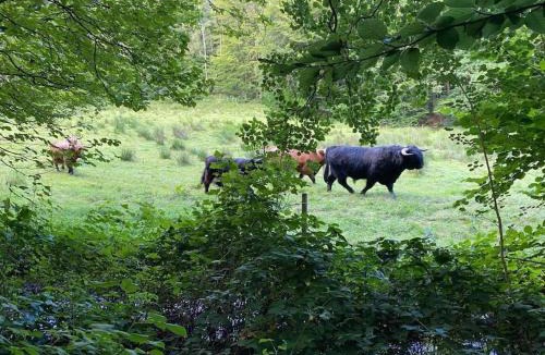 Ravnsbaek Apartment | Naturskøn landidyl på Ibækgaarden - I egen bolig