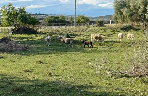 Gisborne Apartment | Nelson Road Cottage