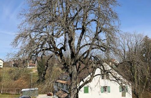 Pfaffikon District Apartment | Neue, helle Wohnung auf einem Landgut nähe Schloss