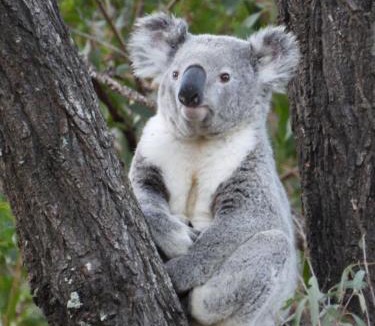 Kilkivan Cabin | Neureum Park Luxury Eco Villas