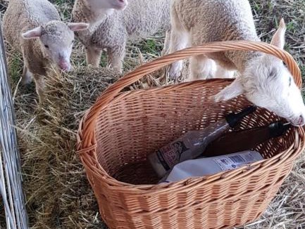 Smeaton House | New Horizons Farm Stay